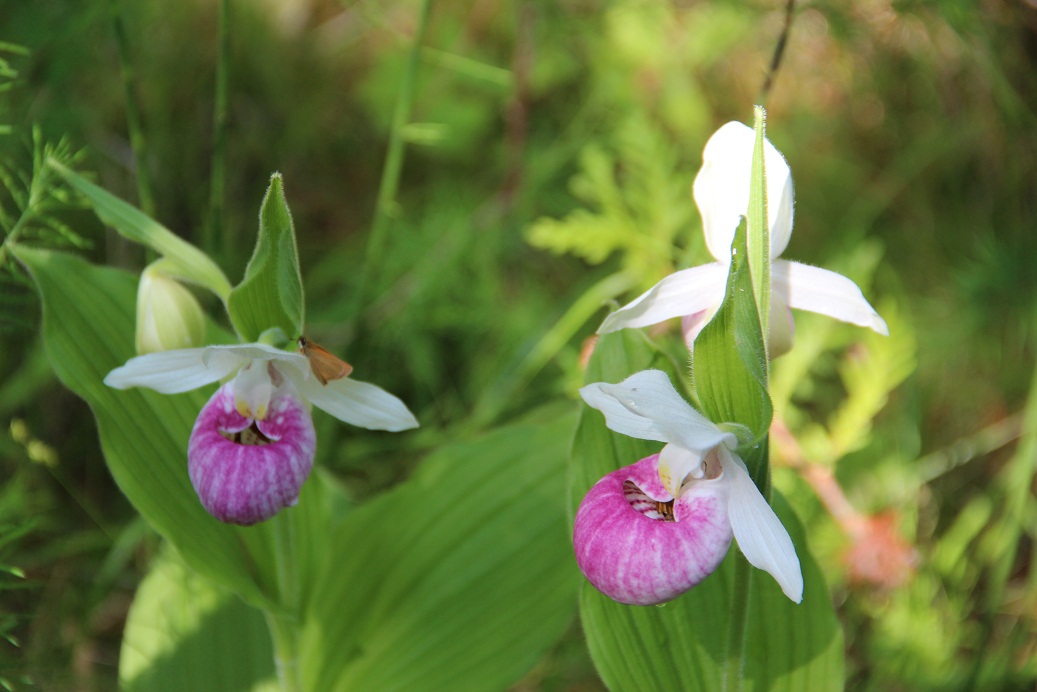 照片fo rkiwi gardens" 艺术展和野生拖鞋兰